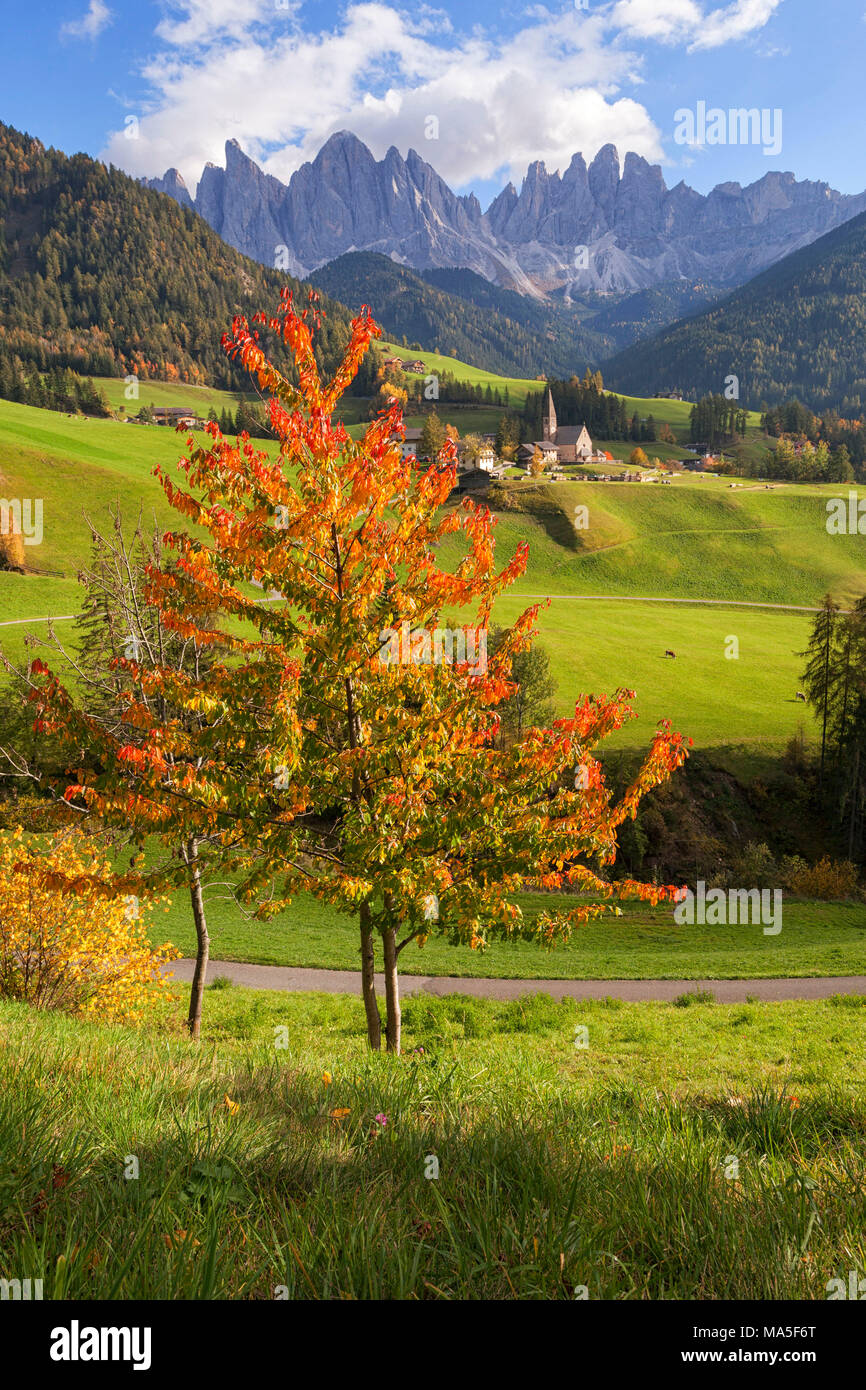 Groupe de Odle, Magdalena S. Funes Vallée, Dolomites, le Tyrol du Sud, Bolzano, Italie. Banque D'Images