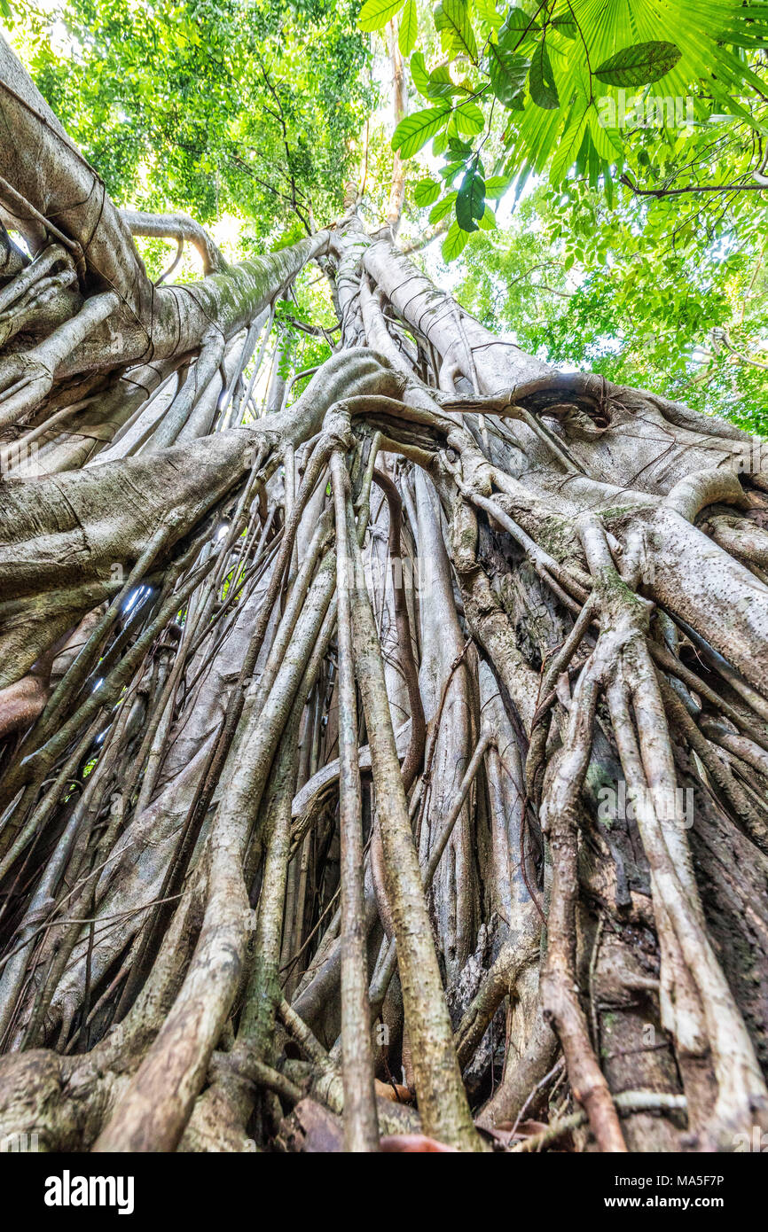 Strangler fig, Parc National de Tangkoko, dans le nord de Sulawesi, Indonésie Banque D'Images