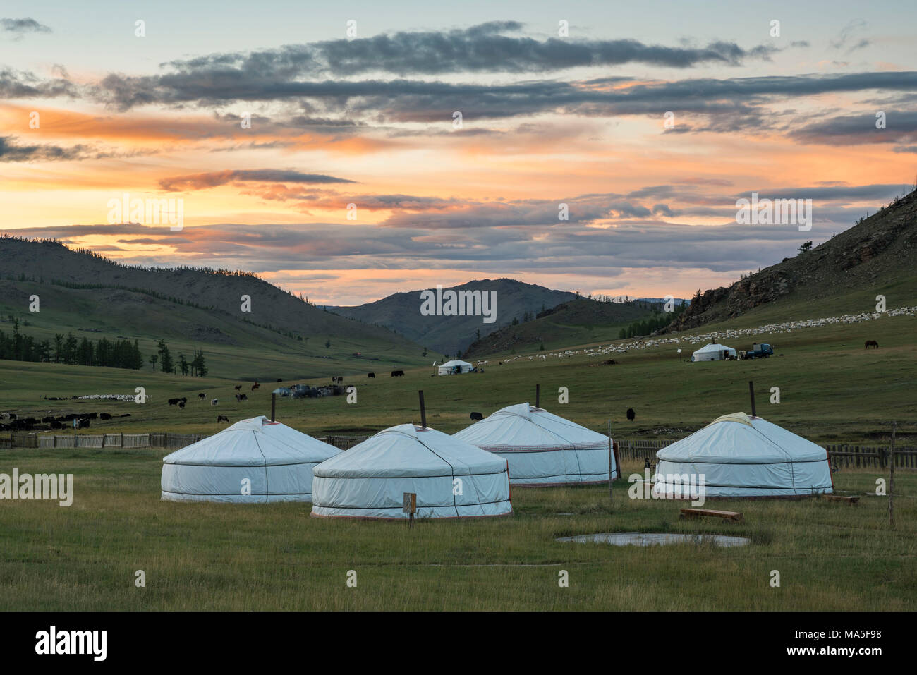 Gers nomades et de l'élevage dans l'arrière-plan au coucher du soleil. Burentogtokh China, district, la Mongolie. Banque D'Images