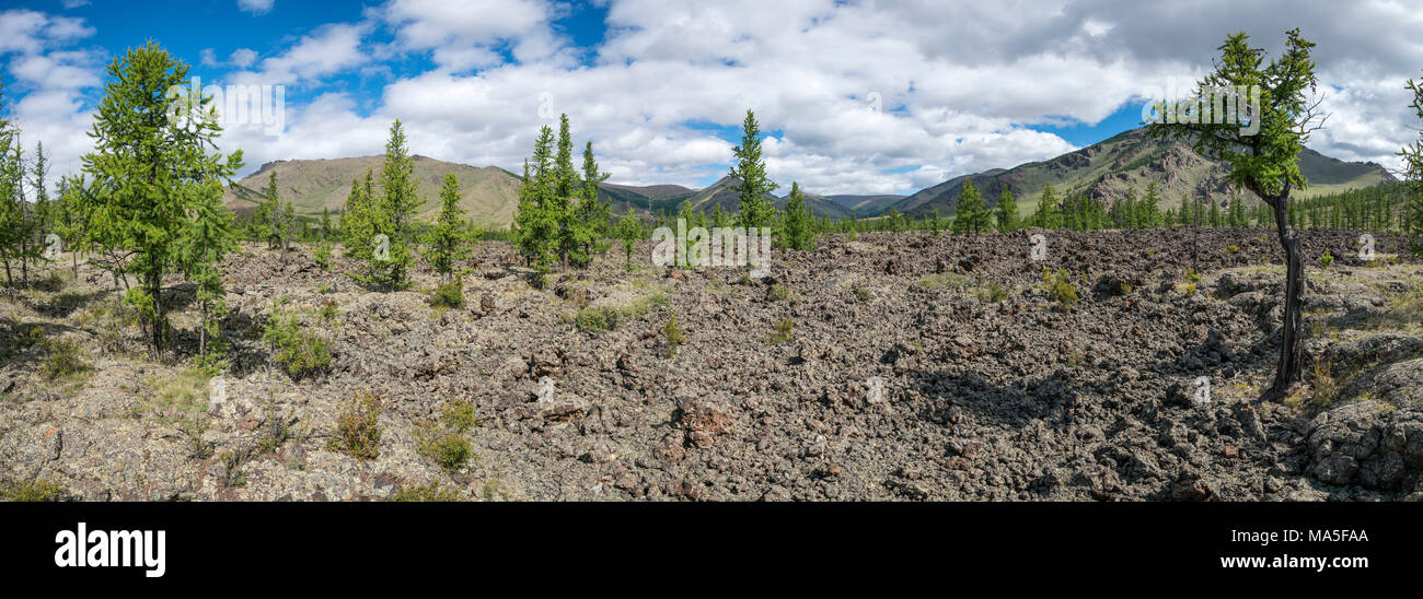 Sapins et terrain volcanique dans le Parc National du Lac Blanc. Crétariat district, province du Nord, la Mongolie. Hangay Banque D'Images