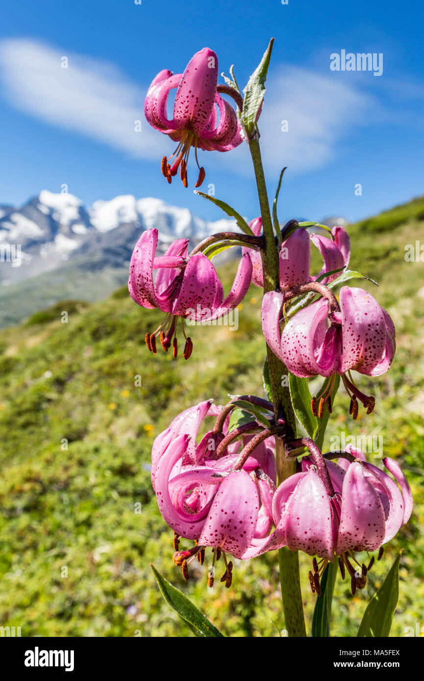 Close up de Lilium martagon en fleur, Val Dal Fain, Pontresina, canton des Grisons, Engadine, Suisse Banque D'Images