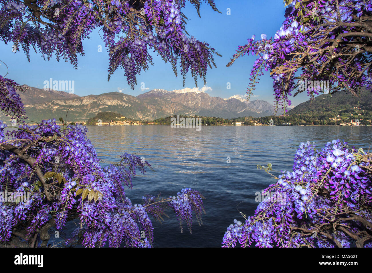 La Lombardie, Italie, lac de Côme, fleurs de glycine en face de Bellagio, village provence de Como Banque D'Images
