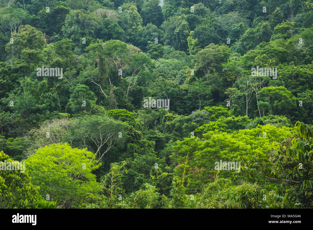 Vue aérienne de la forêt tropicale sur forêt - vue aérienne sur la jungle, Banque D'Images