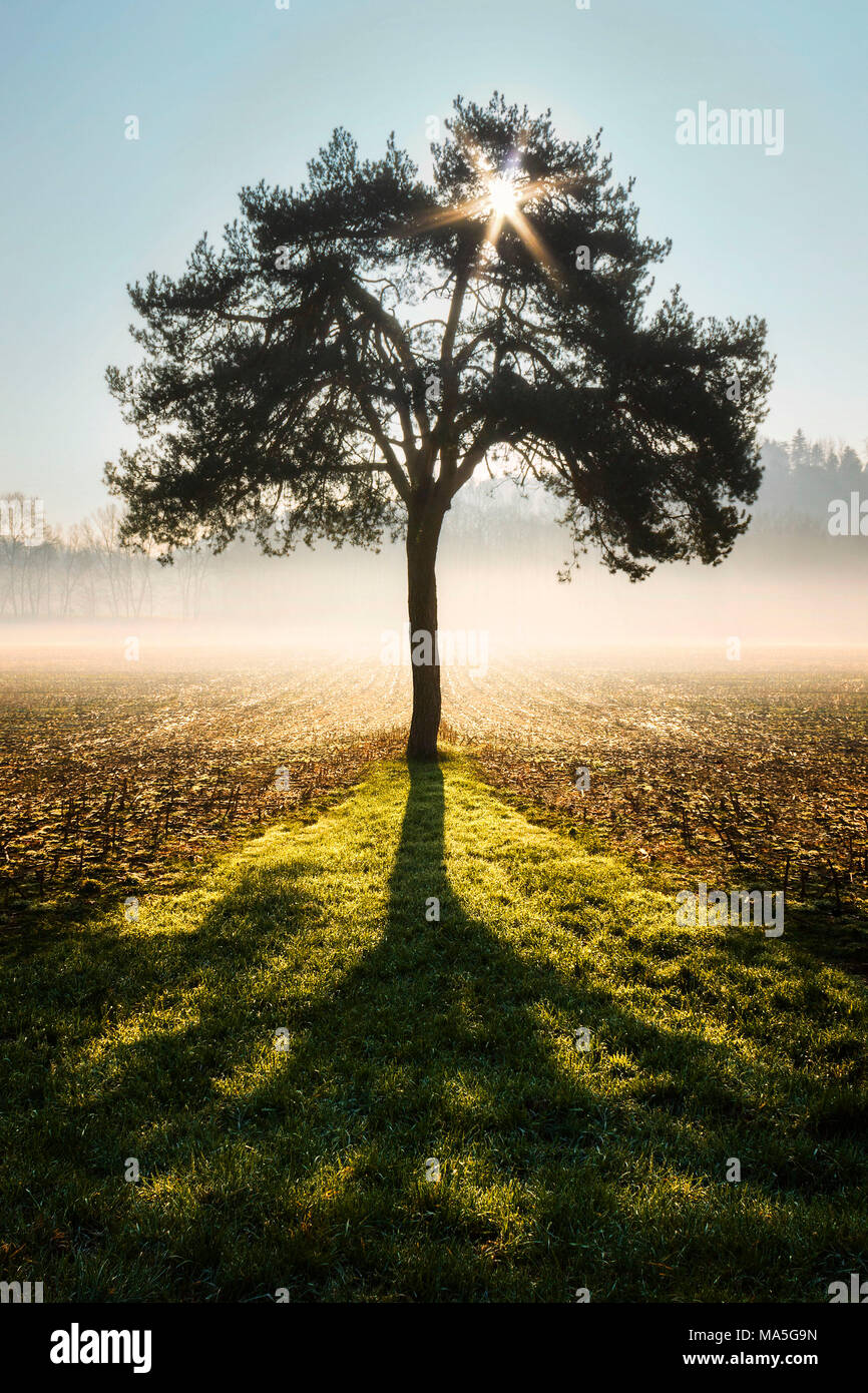 Ombre d'un arbre solitaire au lever du soleil, province de Côme, Lombardie, Italie, Europe Banque D'Images
