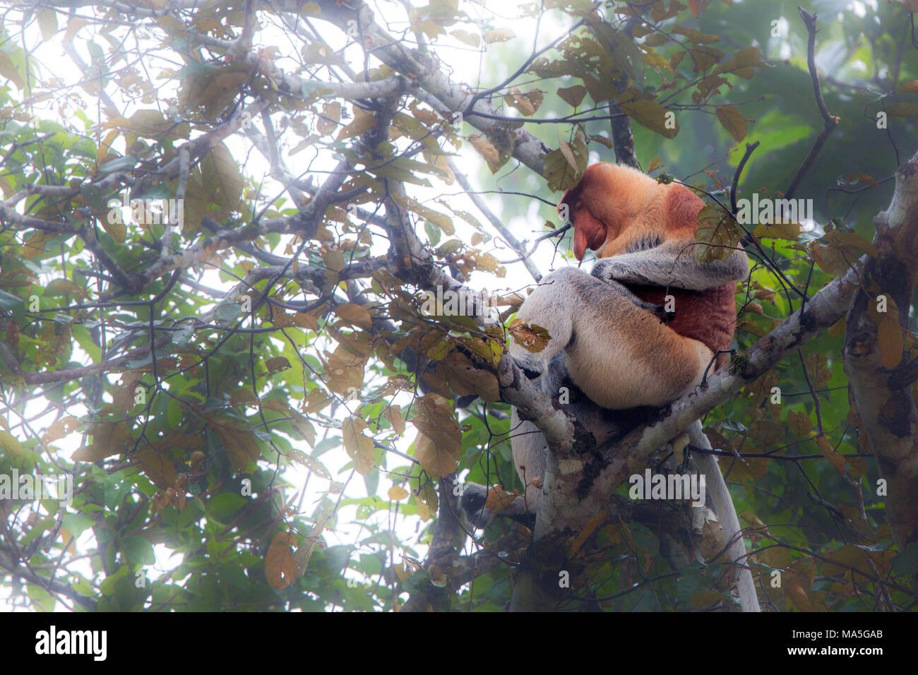 Proboscis Monkey, Nasalis larvatus, rivière Kinabatangan, Sabah, Bornéo, Malaisie, Asie Banque D'Images