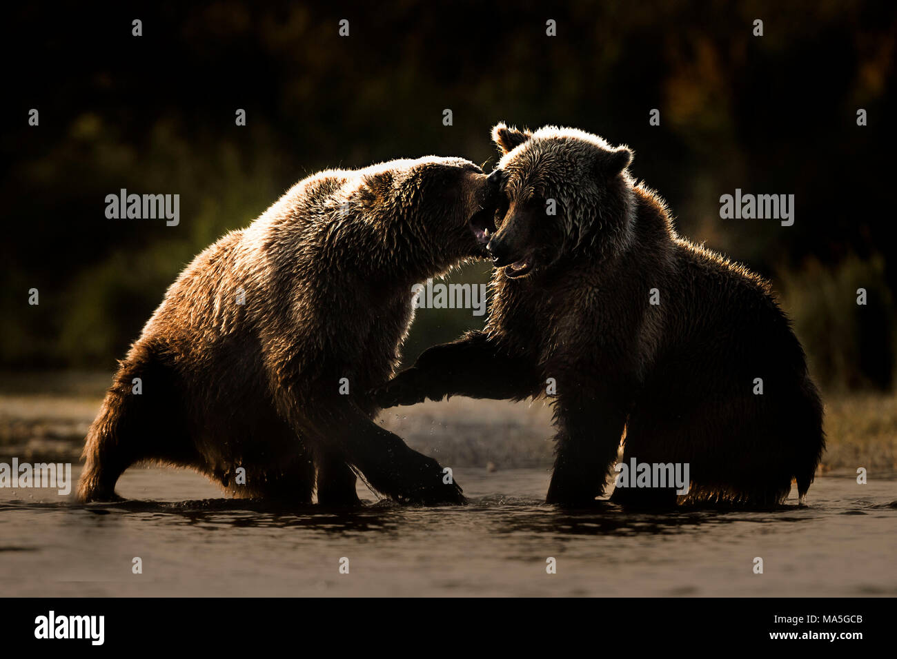 Ours brun (Ursus arctos) alascensis, Brooks River, Katmai National Park et préserver, péninsule de l'Alaska, dans l'ouest de l'Alaska, États-Unis d'Amérique Banque D'Images