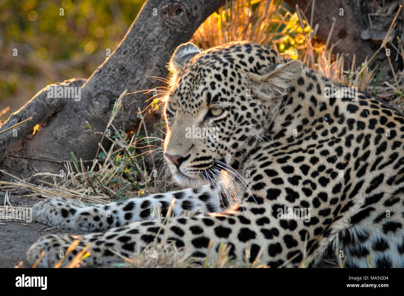 L'Afrique du Sud, Kruger NP,Cheetah Plains Private Game Reserve, Leopard au coucher du soleil Banque D'Images