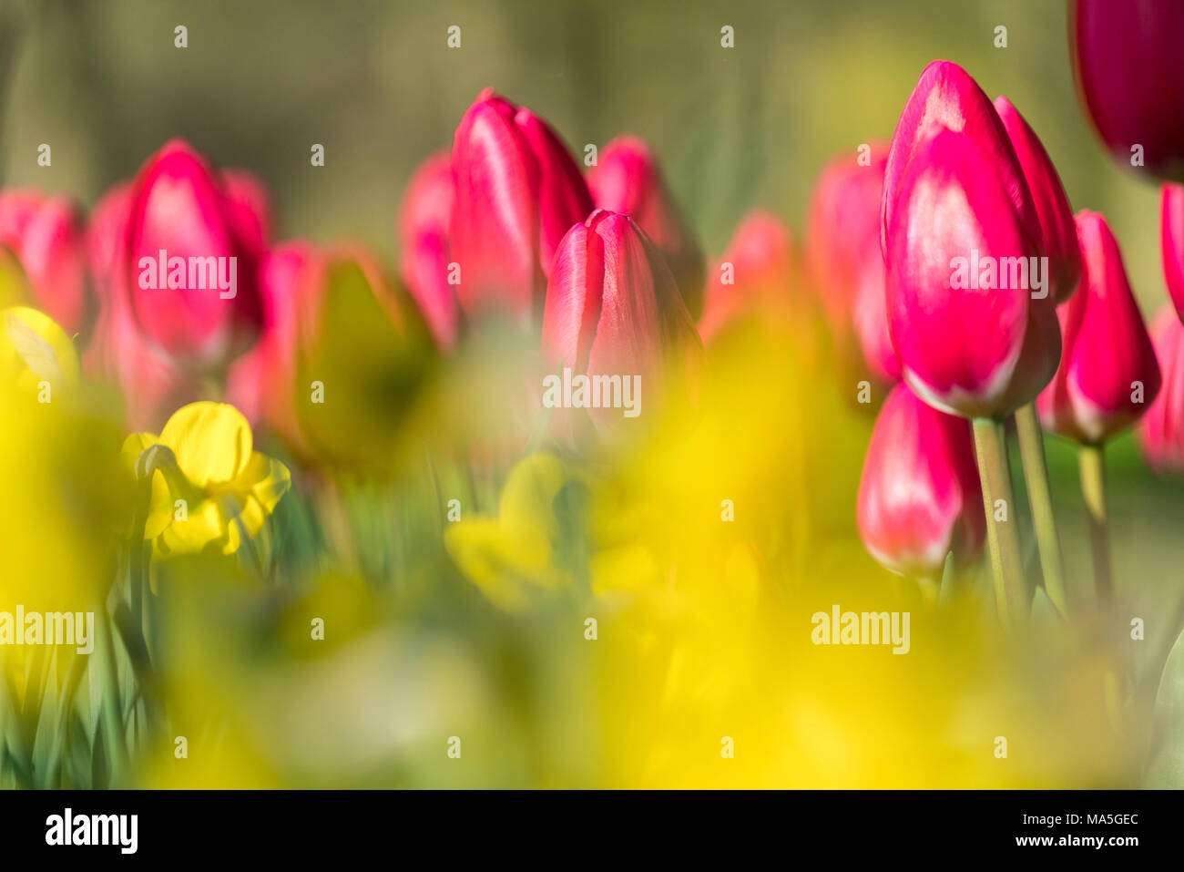 Gros plan sur des tulipes roses et fleurs jaunes dans les jardins de Keukenhof. Lisse, province de Hollande du Sud, Pays-Bas. Banque D'Images