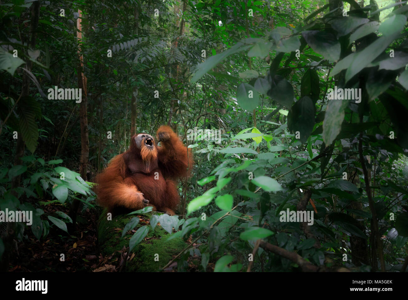 L'orang-outan de Sumatra assis sur un journal en parc national de Gunung Leuser, Nord de Sumatra. Banque D'Images