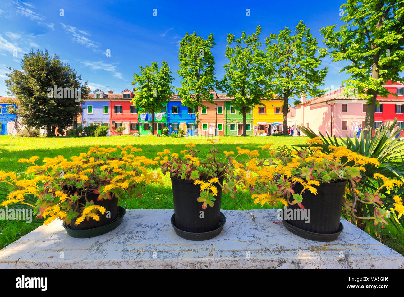 Fleur de printemps devant les maisons de Corte del exceptionnelle, Burano, Venise, Vénétie, Italie. Banque D'Images