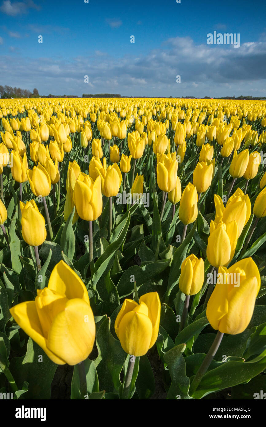 Domaine de tulipes jaunes. Yersekendam, province de Zélande, aux Pays-Bas. Banque D'Images