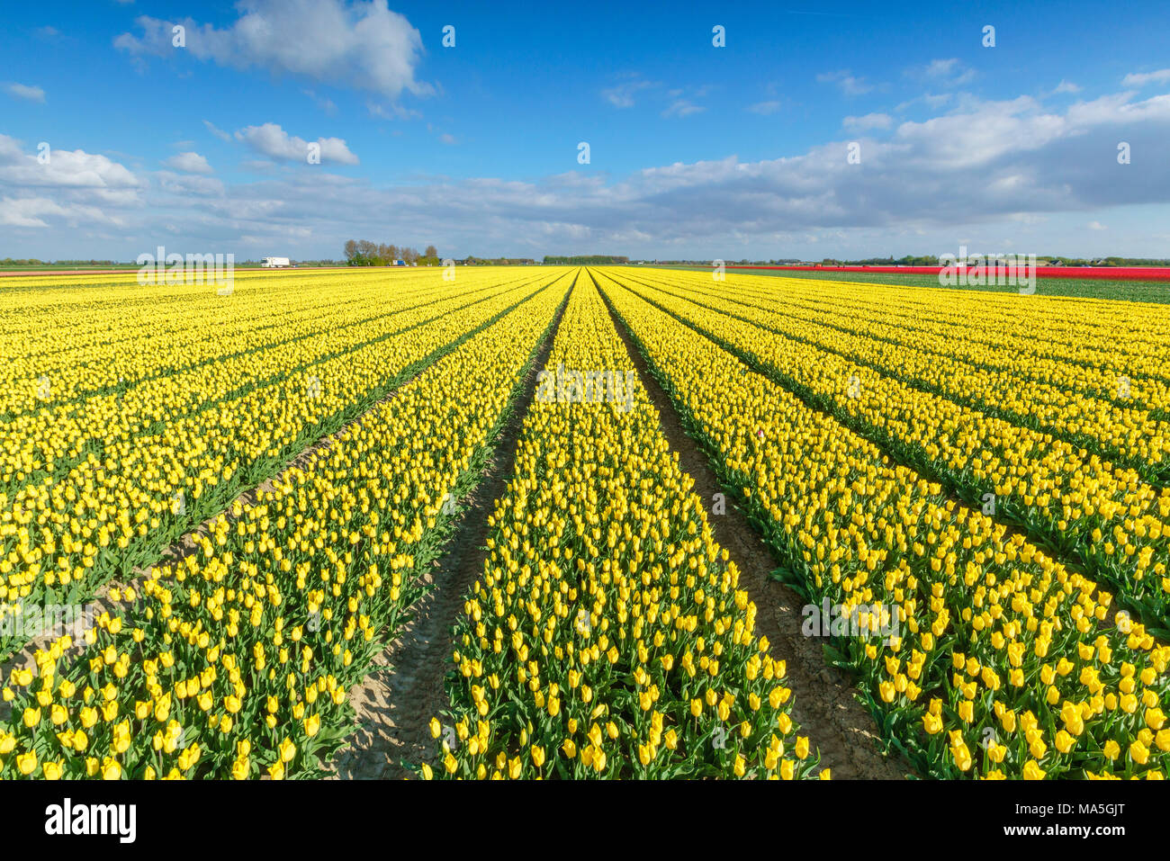 Domaine de tulipes jaunes. Yersekendam, province de Zélande, aux Pays-Bas. Banque D'Images
