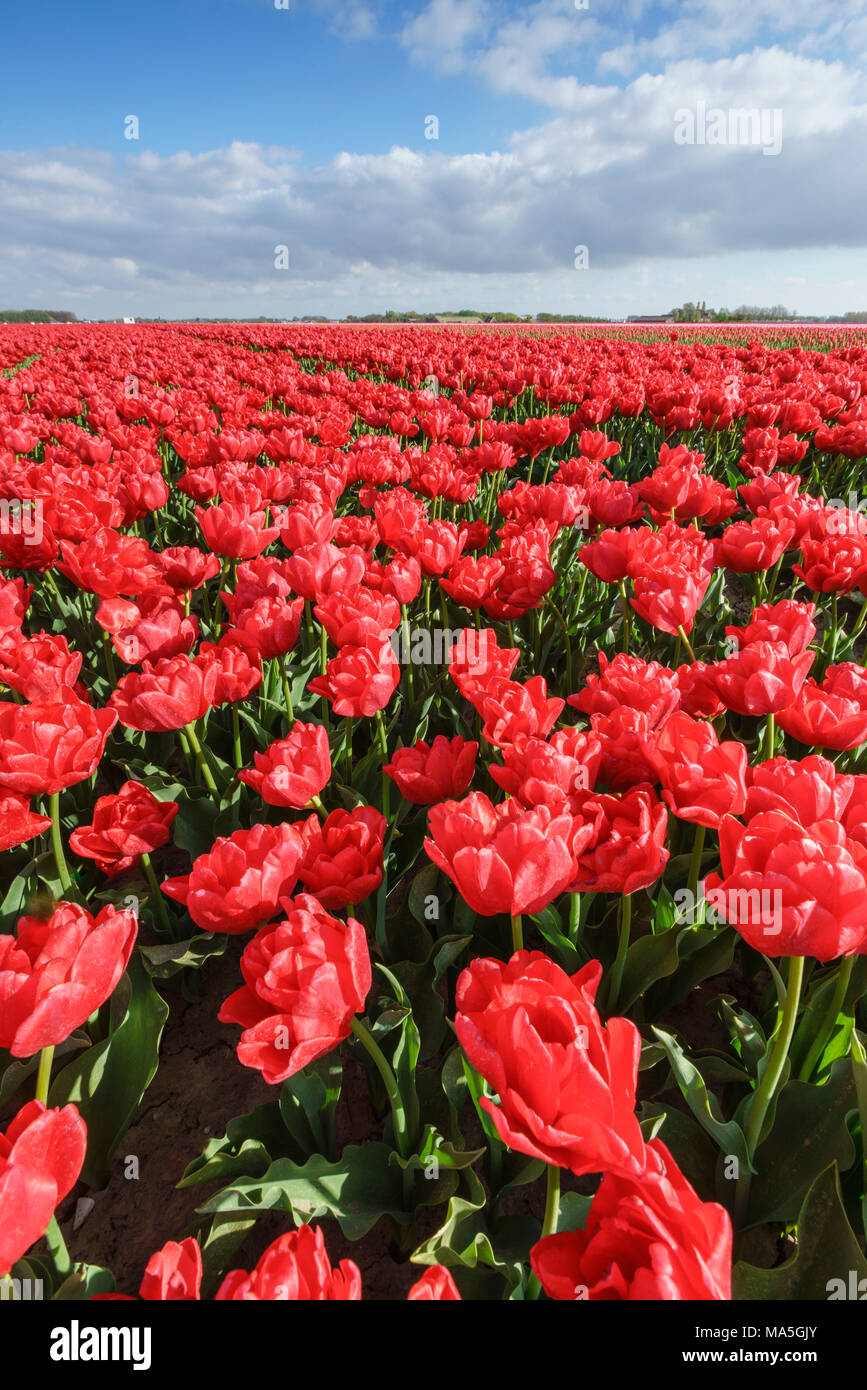 Tulipes rouges et nuages dans le ciel. Yersekendam, province de Zélande, aux Pays-Bas. Banque D'Images