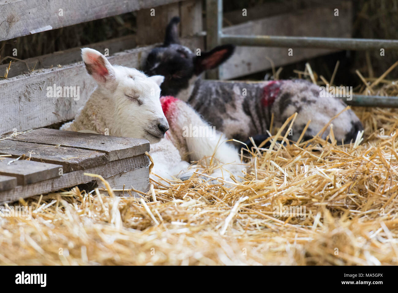 Un agneau endormi dans une grange appuyé contre une palette en bois Banque D'Images