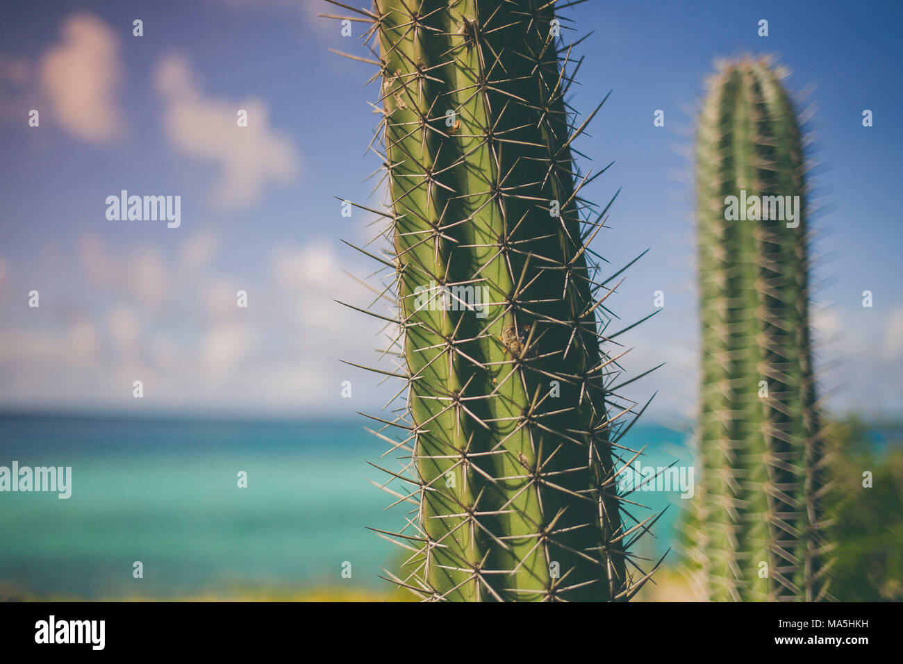 Cactus près de l'océan turquoise profond à partir d'Aruba, Antilles néerlandaises, Antilles néerlandaises Banque D'Images