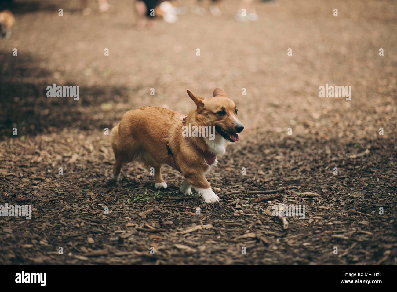 Corgi chien dans le parc Banque D'Images