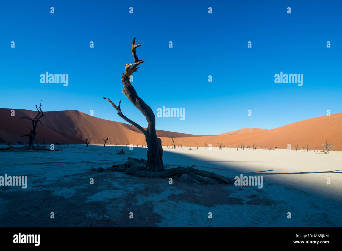 Deadvlei, un ancien lac asséché, dans le désert du Namib, Namibie Banque D'Images