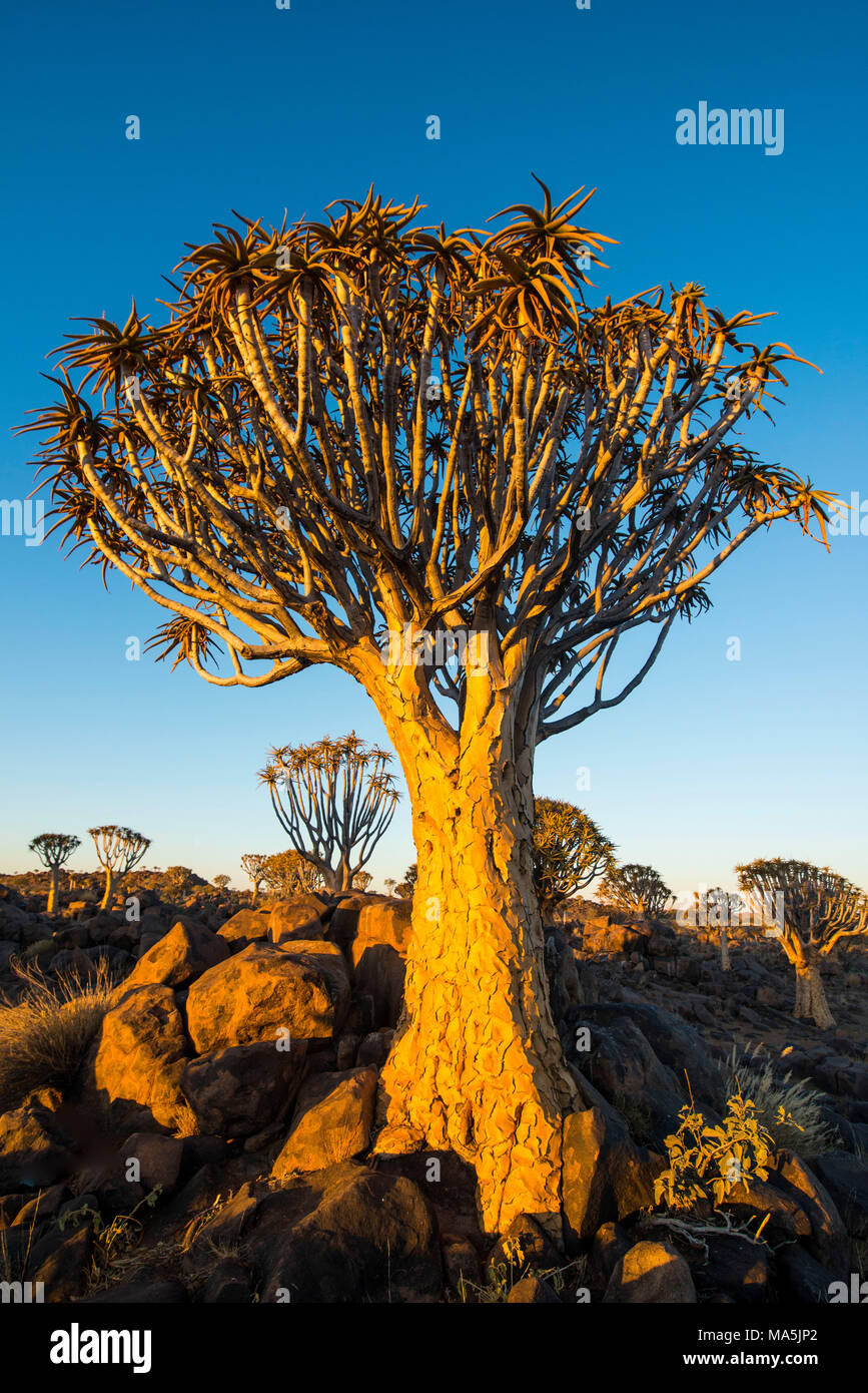 Forêt Quiver Tree (Aloe dichotoma) au coucher du soleil, Ferme Gariganus, Ketmanshoop, Namibie Banque D'Images