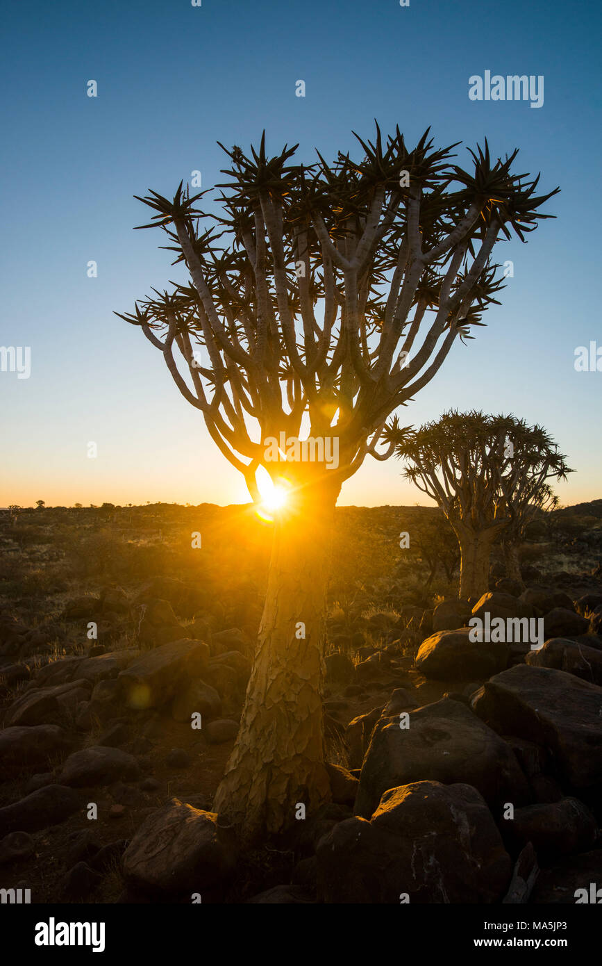 Forêt Quiver Tree (Aloe dichotoma) au coucher du soleil, Ferme Gariganus, Ketmanshoop, Namibie Banque D'Images