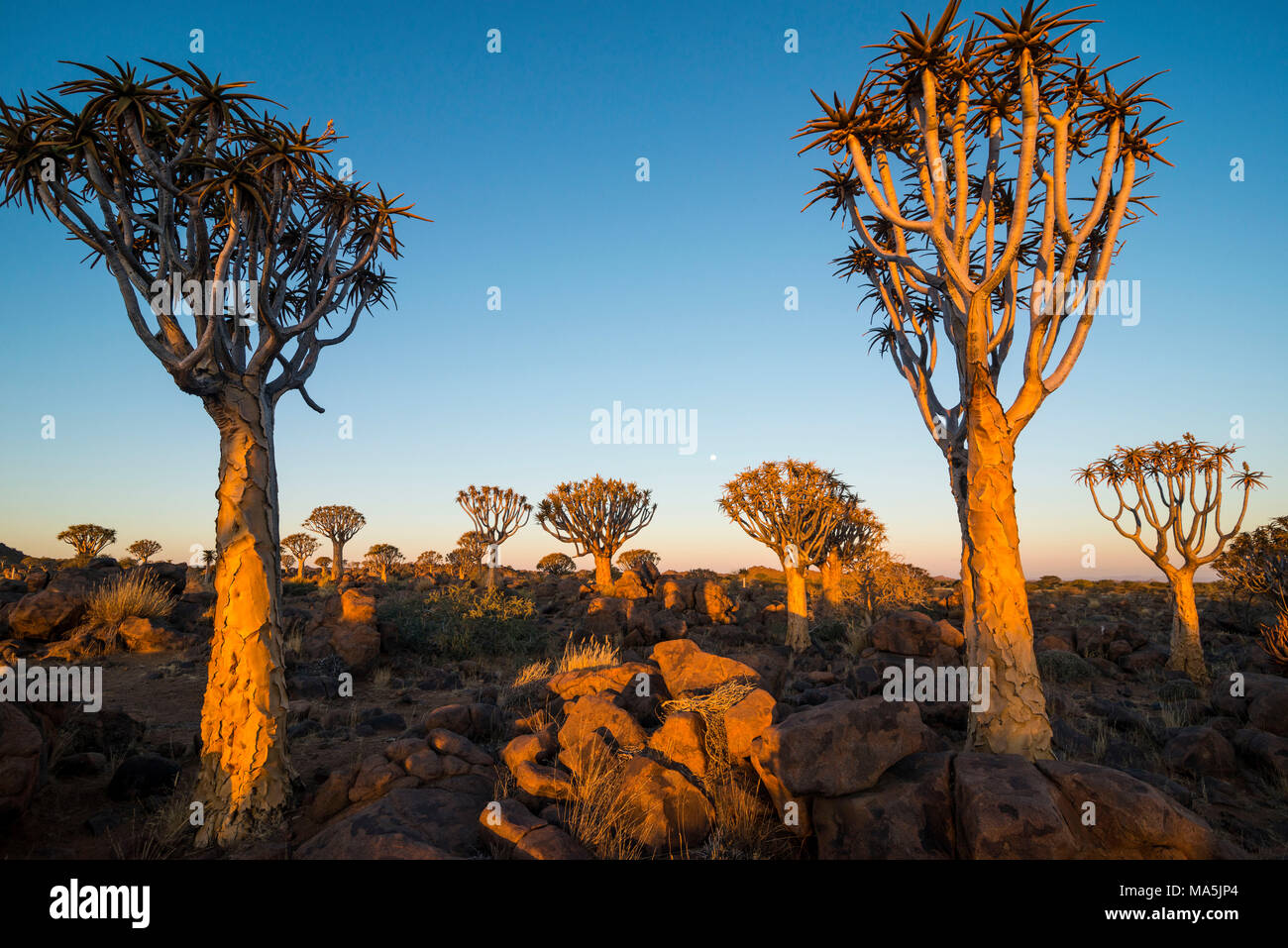 Forêt Quiver Tree (Aloe dichotoma) au coucher du soleil, Ferme Gariganus, Ketmanshoop, Namibie Banque D'Images