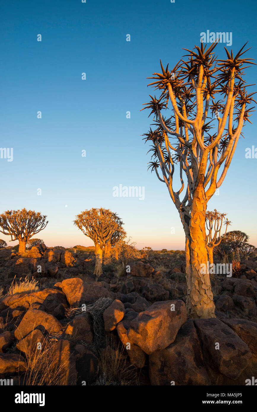 Forêt Quiver Tree (Aloe dichotoma) au coucher du soleil, Ferme Gariganus, Ketmanshoop, Namibie Banque D'Images