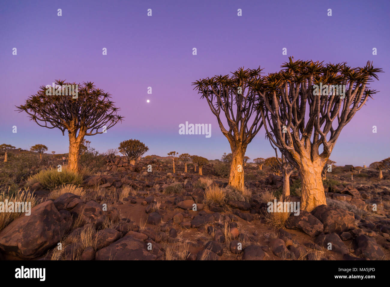 Forêt Quiver Tree (Aloe dichotoma) au coucher du soleil, Ferme Gariganus, Ketmanshoop, Namibie Banque D'Images