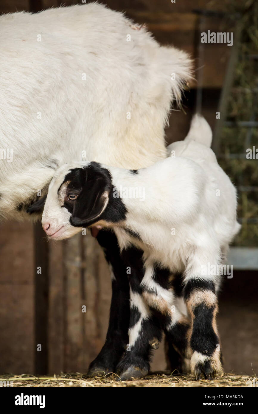 12 jours de l'ancien nubien race mixte et Boer goat kid snuggling avec sa mère Banque D'Images