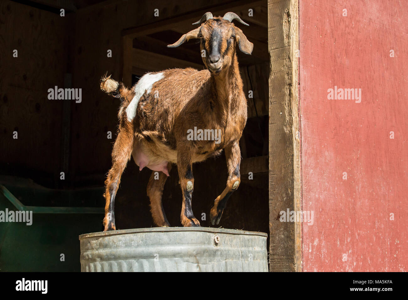 Doe adultes race mélangée Nubian chèvre Boer et debout sur un métal à l'envers pour un point d'observation Banque D'Images