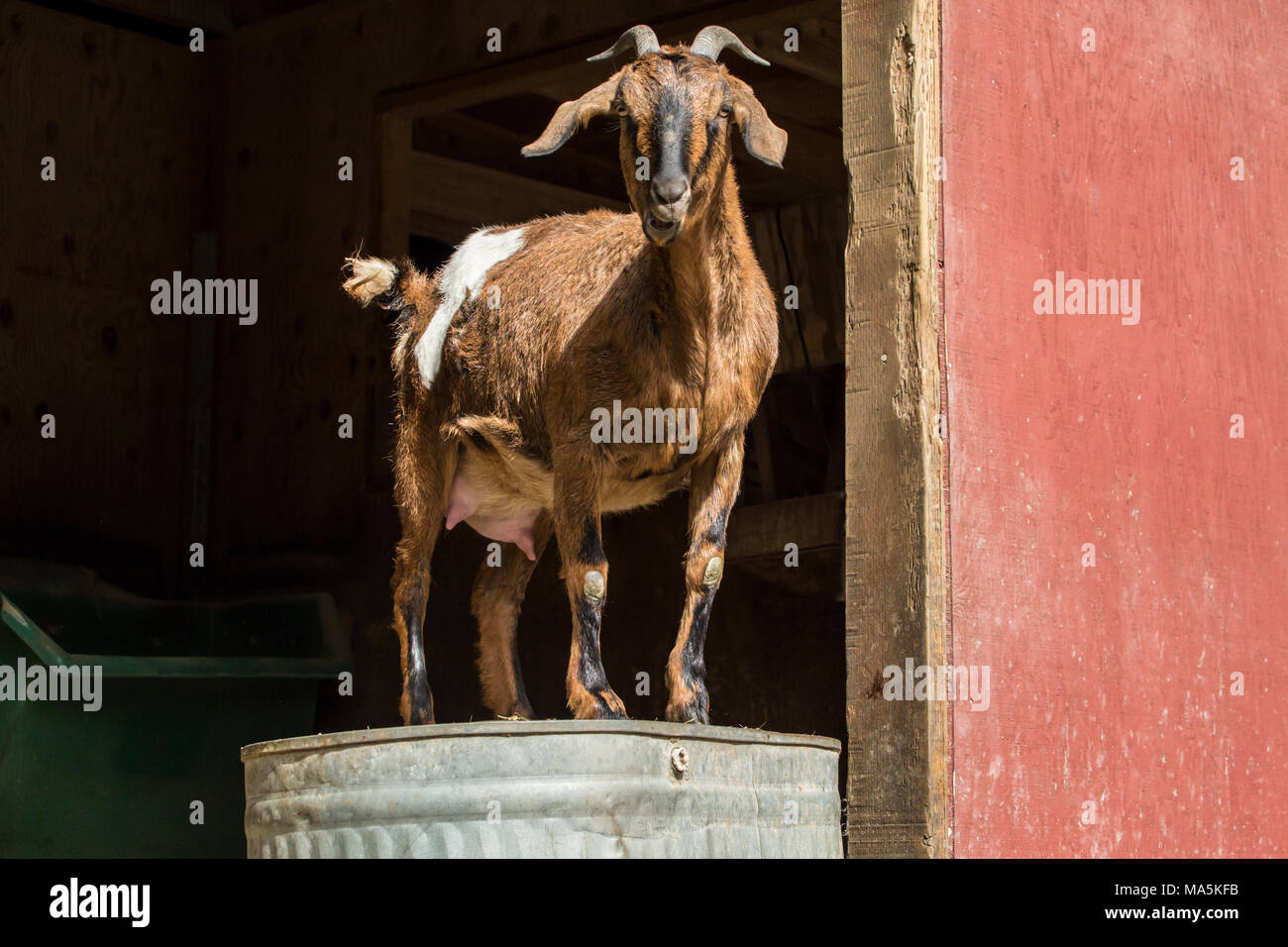 Doe adultes race mélangée Nubian chèvre Boer et debout sur un métal à l'envers pour un point d'observation Banque D'Images