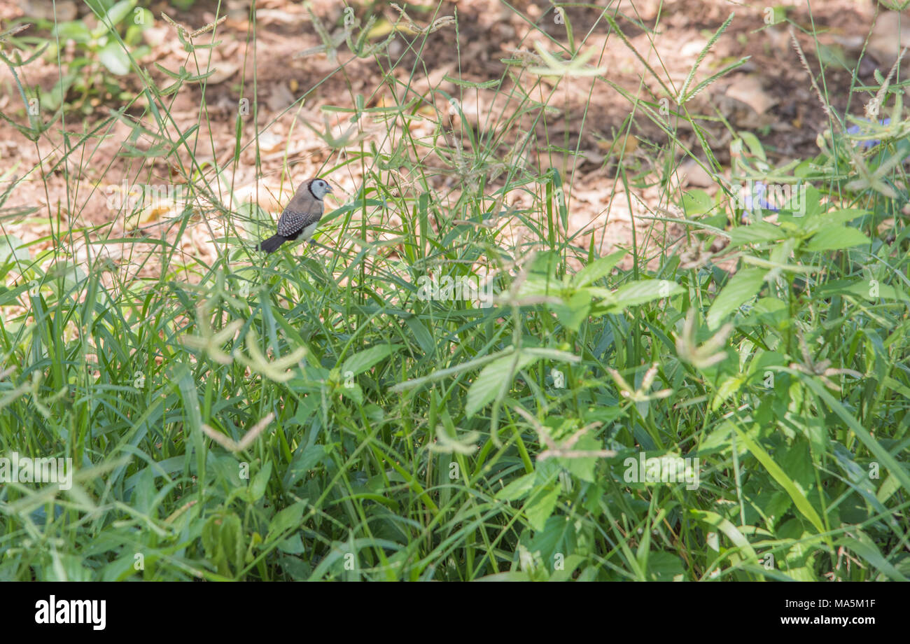 Un lit de prescription finch perché sur l'herbe à Darwin, Australie Banque D'Images
