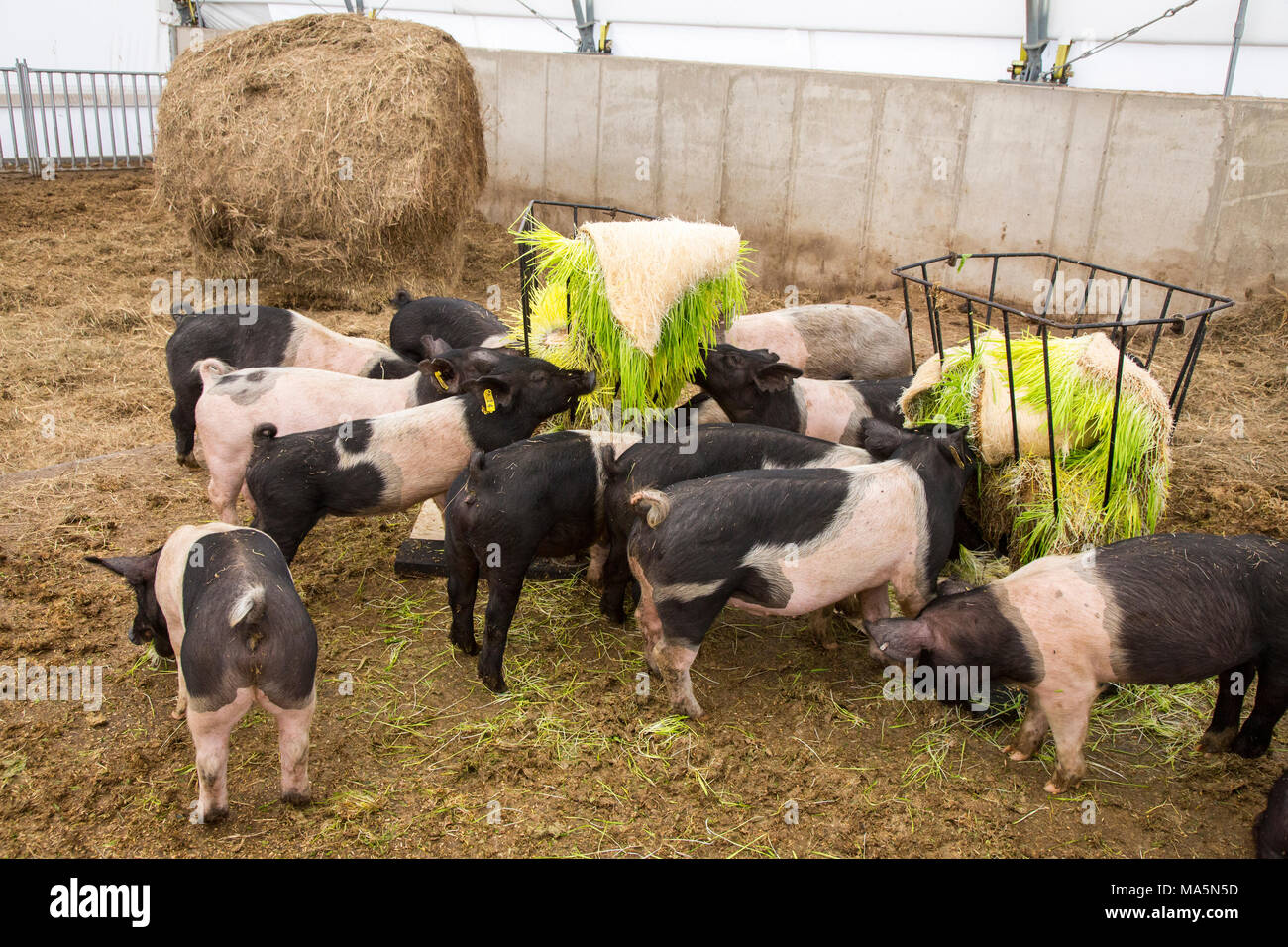 L'agriculture hydroponique. L'alimentation des porcs l'orge cultivées en hydroponique. Galena, Iowa, États-Unis. Banque D'Images