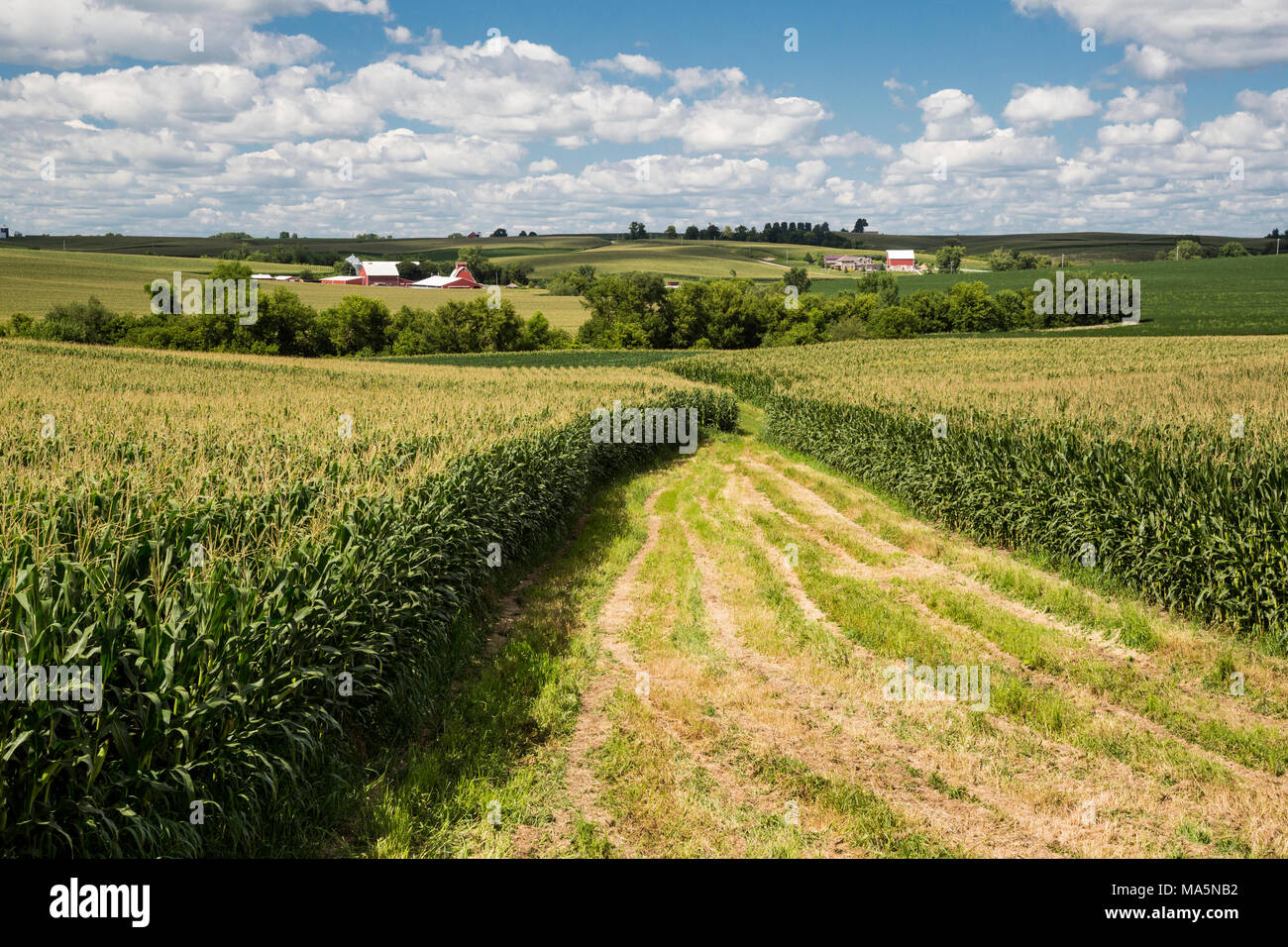 Les fermes de l'Iowa, près de Worthington, Iowa. Un champ à l'avant. Banque D'Images