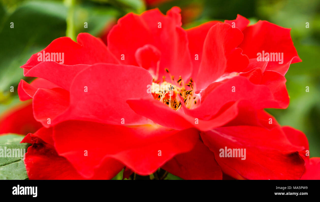 Rose et boutons de rose Banque D'Images