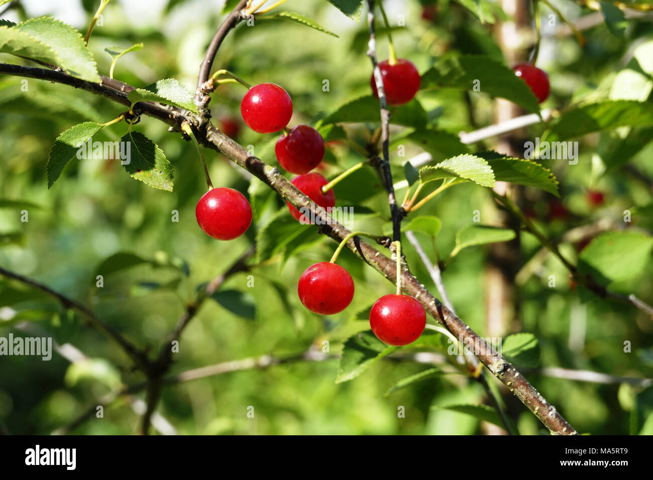 Cerises morello ou cerises aigres, dans le jardin (Prunus cerasus). Le jardin de Suzanne, Mayenne, Pays de la Loire, France. Banque D'Images