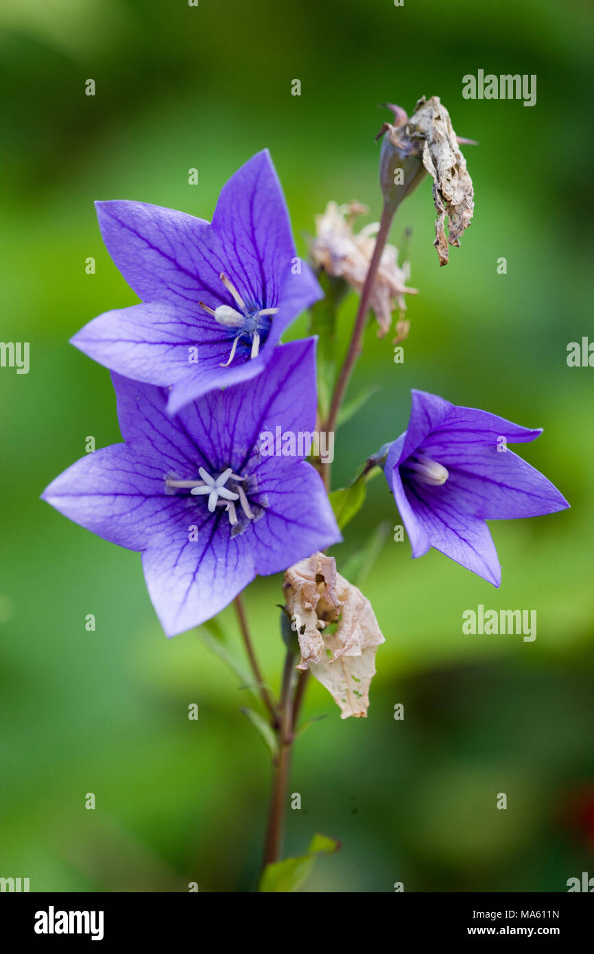 Peach-leaved Bellflower, Campanula persicifolia blåklocka (Stor) Banque D'Images