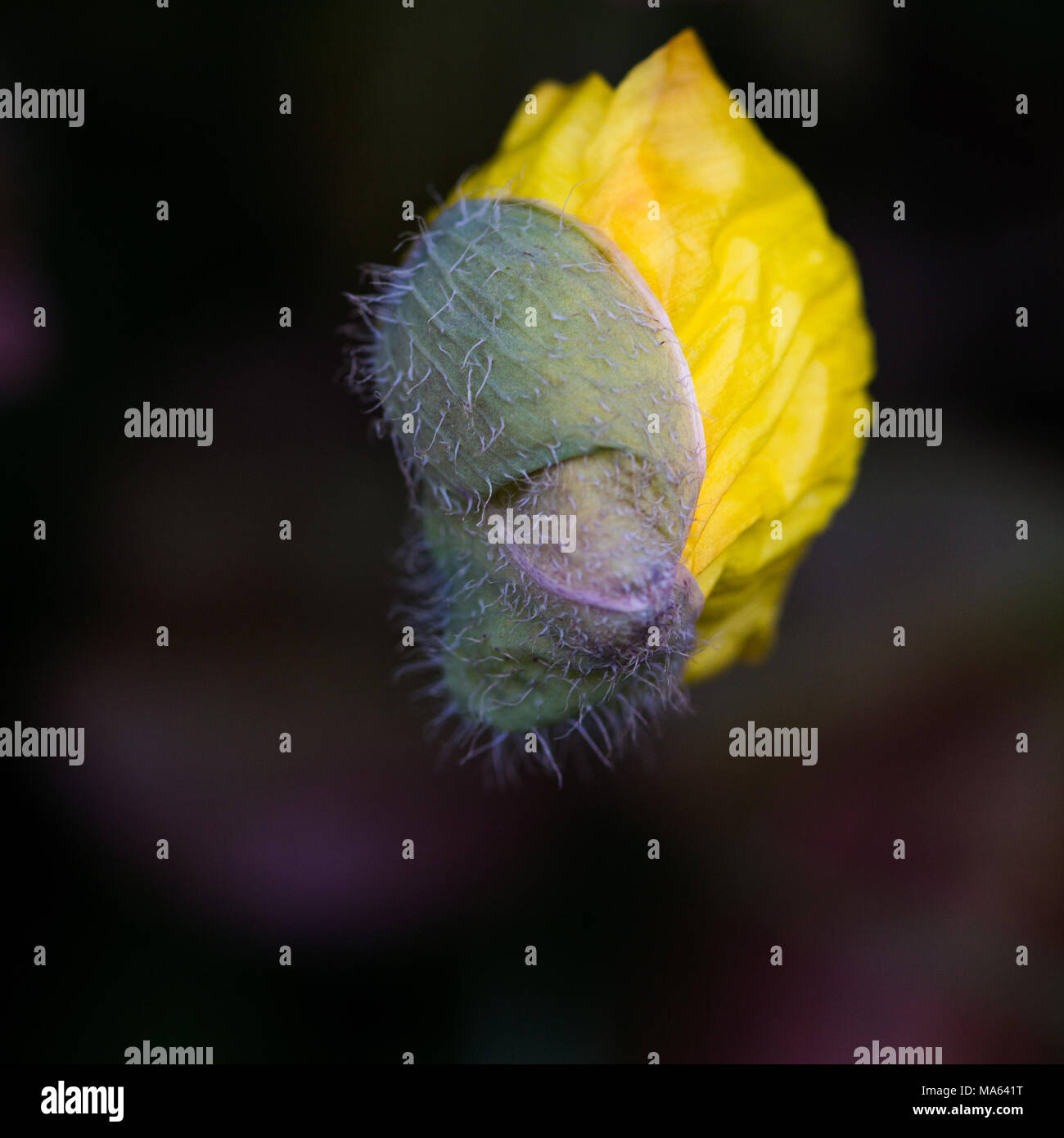 Une macro shot des poils sur le bourgeon d'une Welsh poppy qui est sur le point de s'ouvrirent. Banque D'Images