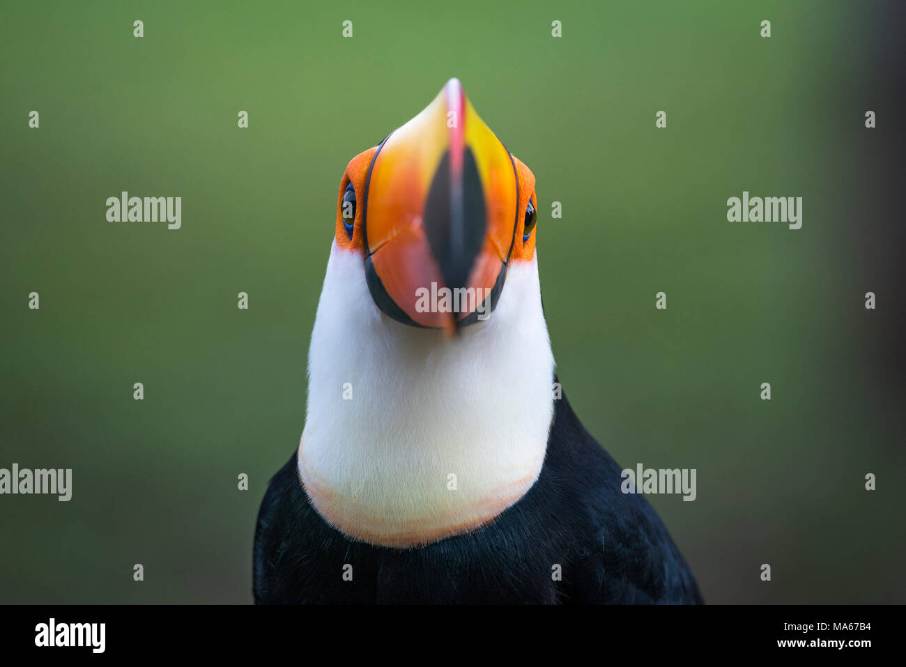 Portrait de Toucan Toco Banque D'Images