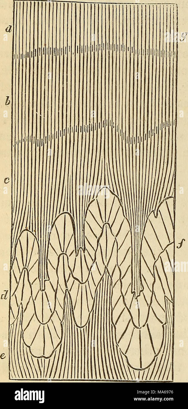 . Éléments de géologie, ou des changements, l'ancienne de la terre et ses habitants comme illustré par des monuments géologiques Banque D'Images