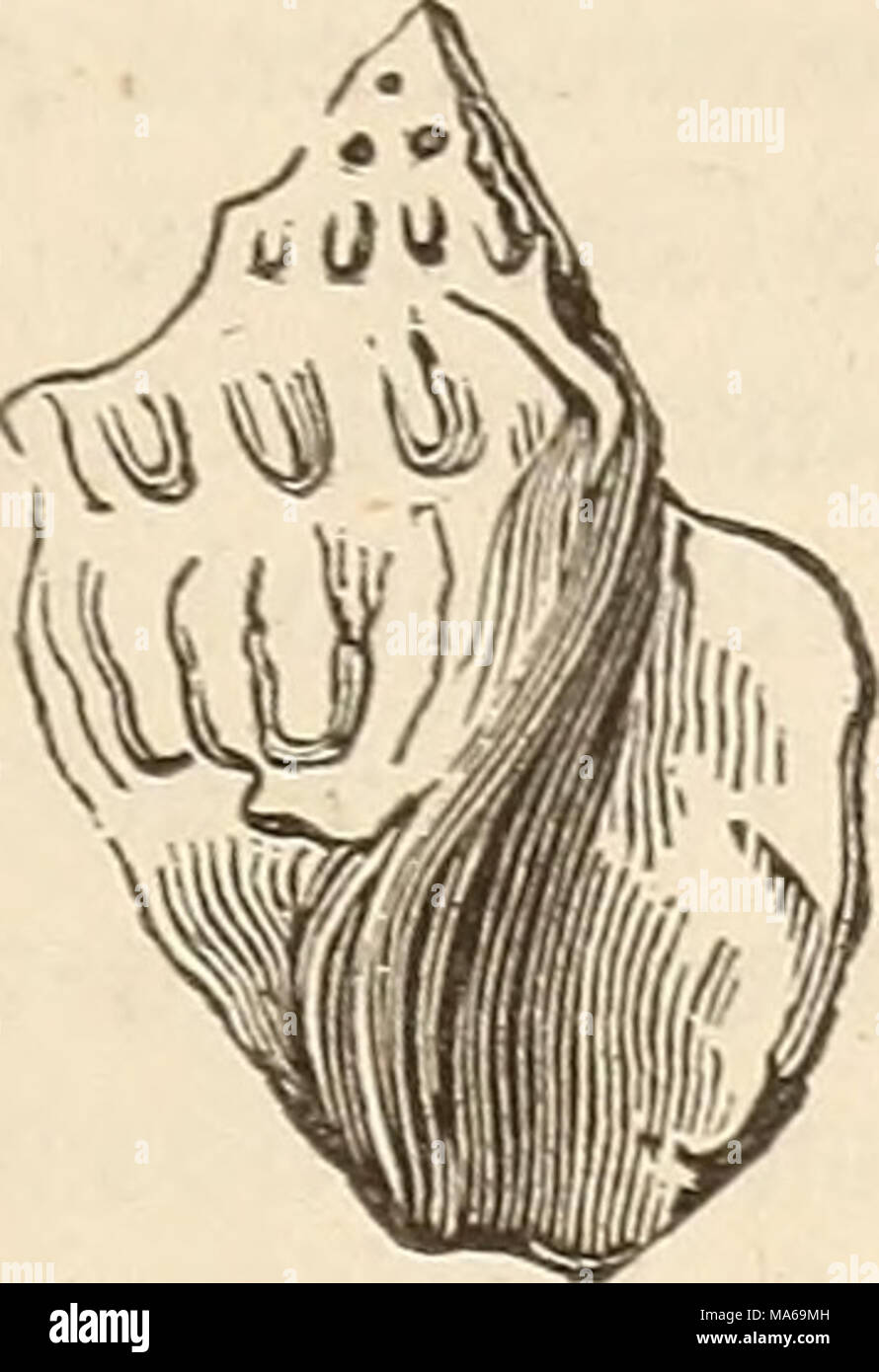 . Éléments de géologie, ou des changements, l'ancienne de la terre et ses habitants comme illustré par des monuments géologiques Banque D'Images