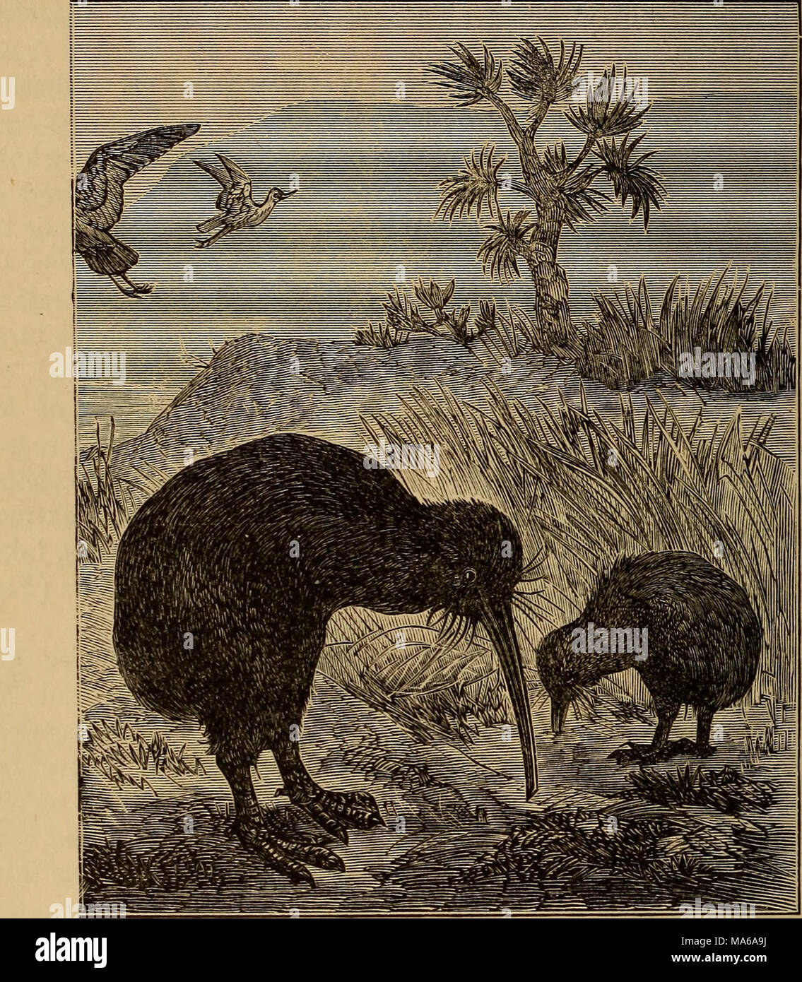 . Éléments de géologie : un texte-livre pour les collèges et pour le lecteur Banque D'Images