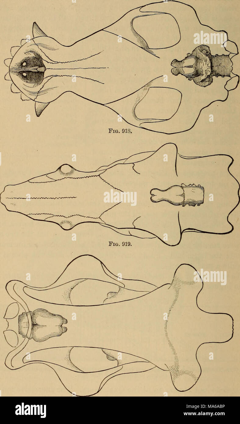 . Éléments de géologie : un texte-livre pour les collèges et pour le lecteur Banque D'Images