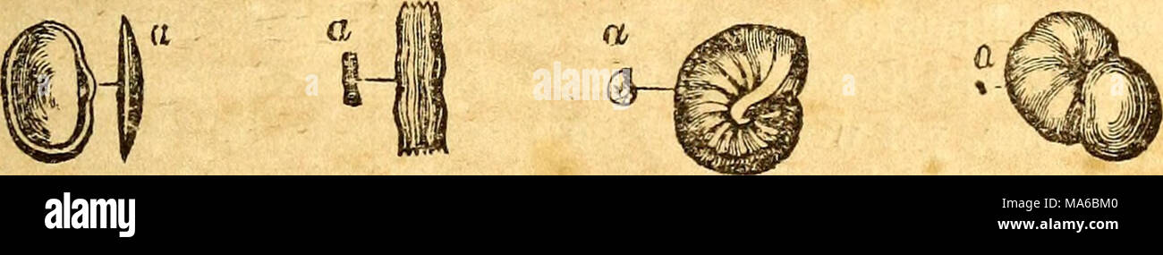 . Éléments de géologie Banque D'Images