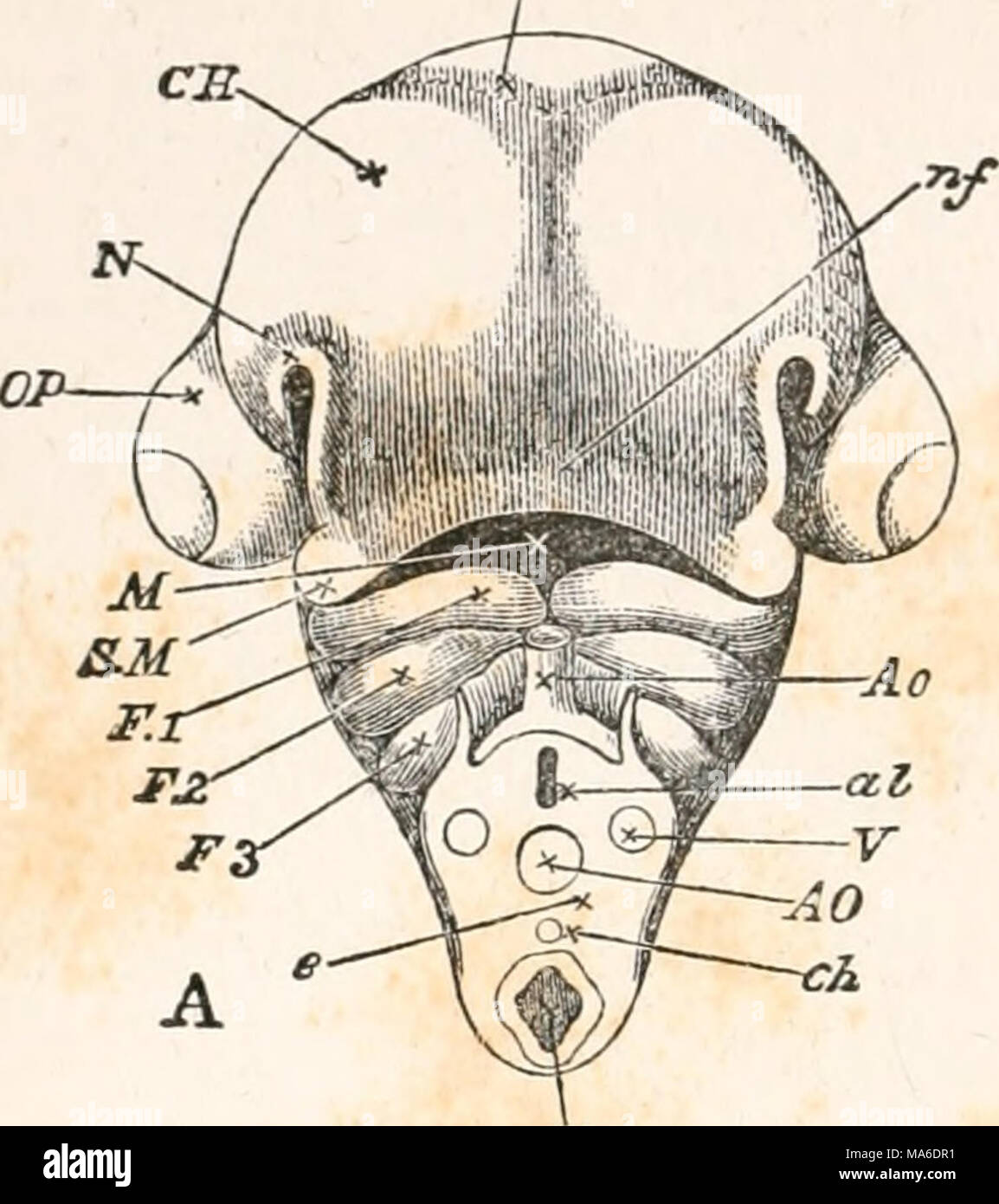 . Les éléments d'embryologie Banque D'Images