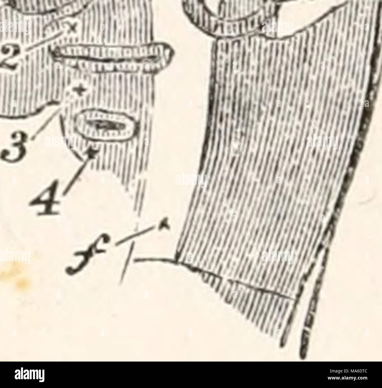 . Les éléments d'embryologie Banque D'Images