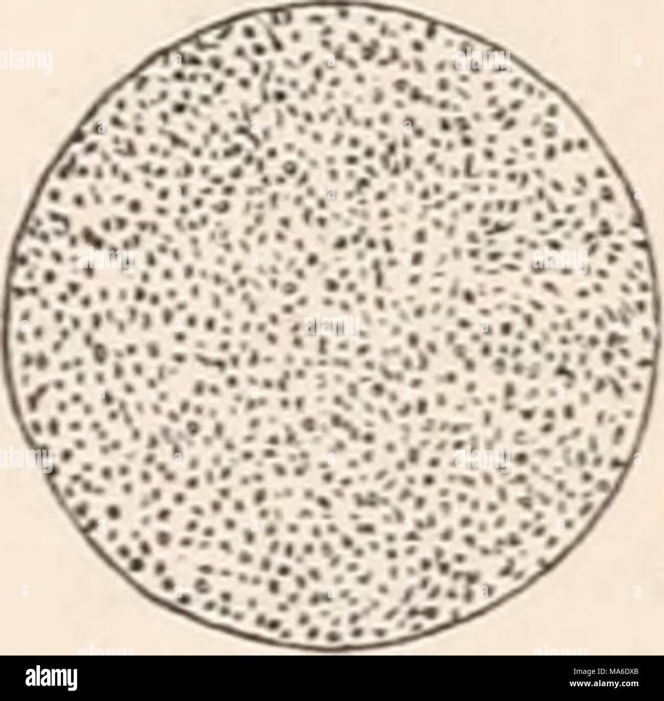 . Les éléments d'embryologie Banque D'Images