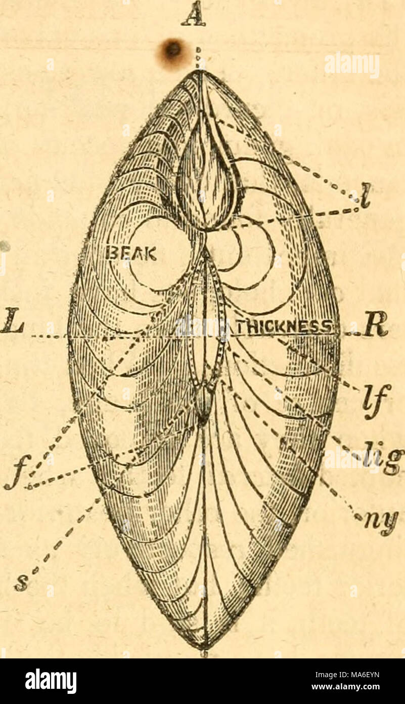 . Éléments de conchyliologie / préparé pour l'utilisation d'écoles et collèges Banque D'Images