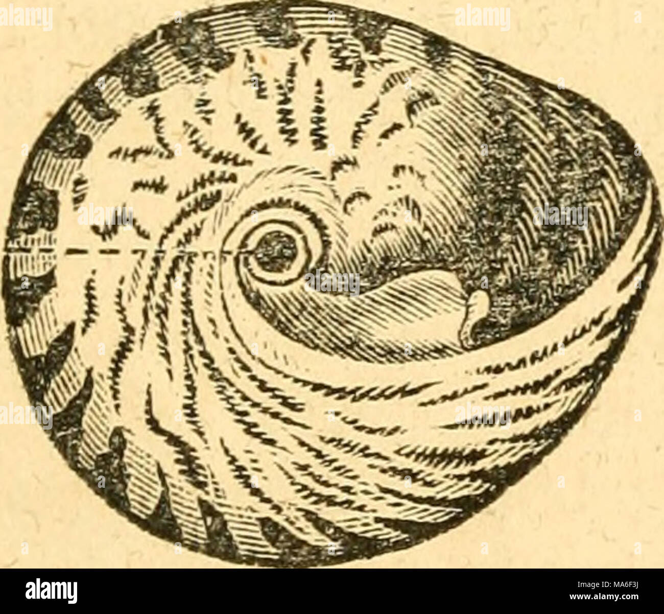 . Éléments de conchyliologie / préparé pour l'utilisation d'écoles et collèges Banque D'Images