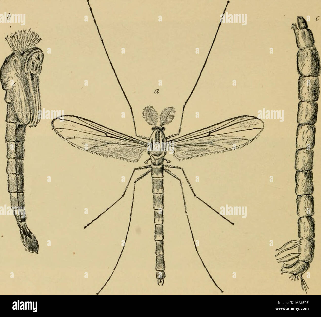 . Entomologie élémentaire . Fig. 353. Un Chiroiiovms {cécidomyie sp.). (Agrandi), un mâle adulte ; /', pupe ; c, larve. (Après l'impression) nombre et le manque la balance. La plupart des larves sont aquatiques, être de très longue, des vers filiformes qui vivent dans la boue et la végétation en décomposition au fond des bassins et des cours d'eau, où ils se nourrissent de la matière végétale. Beaucoup sont d'un rouge lumineux en couleurs et ont été appelés des vers de sang. La minute punkies, ou " no-see-ums," sont parmi les pires ennemis de l'chasseur et pêcheur, et il faut avoir une peau épaisse pour résister à leurs attaques sanguinaires. Banque D'Images
