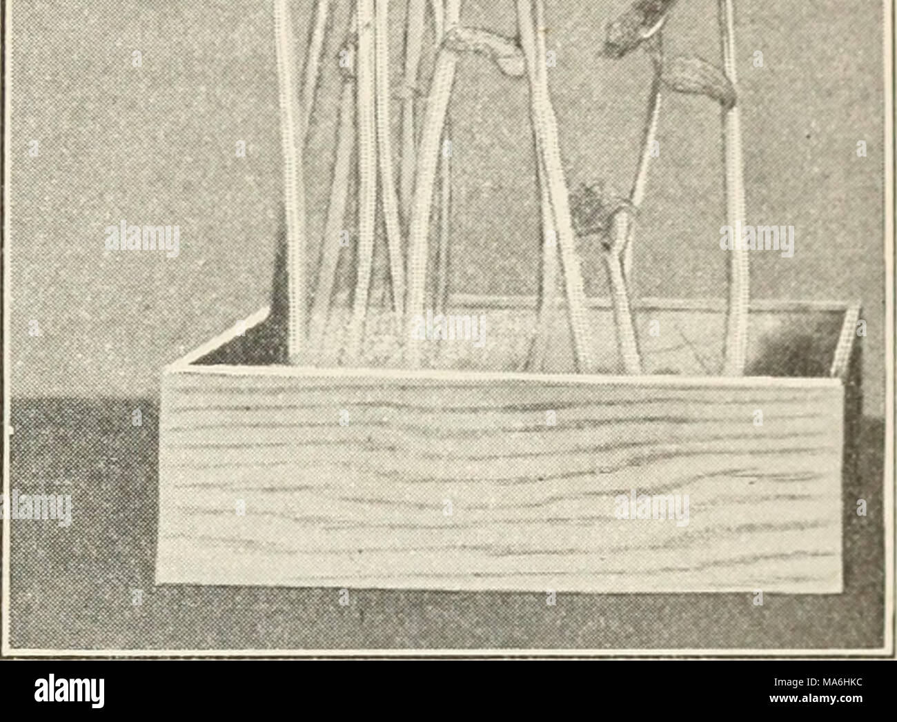 . Éléments de biologie ; un texte utile-livre de corréler la botanique, la zoologie et la physiologie humaine Banque D'Images