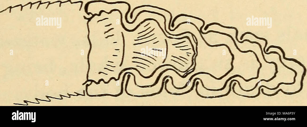 . Zoologie élémentaire Banque D'Images